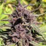 семена конопли почтой Blueberry feminised Ganja Live Seeds