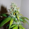 семена конопли феминизированные Auto Amnesia feminised Victory Seeds