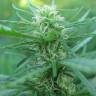 Afghan Haze feminised Ganja Live Seeds