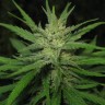 феминизированные семена конопли Afghan Haze