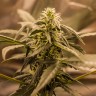 Семена конопли Auto Quick One feminised GanjaLiveSeeds