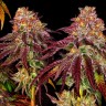 семена конопли прорасти Mimosa feminised Ganja Seeds