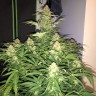 урожайные семена конопли Auto Amnesia Haze feminised Victory Seeds