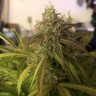 качественные семена конопли Auto Amnesia Haze feminised Victory Seeds