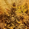 Семена марихуаны Auto The Ultimate feminised GanjaLiveSeeds