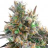 Купить Auto Royal Bluematic feminised Ganja Seeds