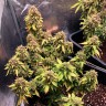 Семена Auto Royal Bluematic feminised Ganja Seeds