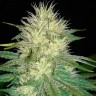 где можно заказать семена конопли White Russian feminised Ganja Seeds