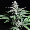 конопля семена сорта заказать Chronic feminised Ganja Live Seeds