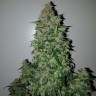семена конопли в Украине Auto Big Angel feminised Victory Seeds