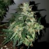 семена конопли Киев Auto Big Angel feminised Victory Seeds