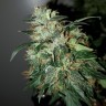 семена конопли Auto Big Angel feminised Victory Seeds