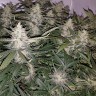 семена конопли для курения Auto X.Treme feminised Ganja Seeds