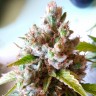 Купить семки Auto Royal Creamatic feminised Ganja Seeds