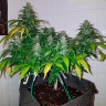 Семена Auto Royal Creamatic feminised Ganja Seeds