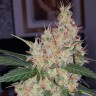 Недорого Auto Royal Creamatic feminised Ganja Seeds