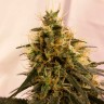 семена конопли наложенным платежом Pineapple Chunk feminised Ganja Seeds