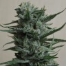 купить семена конопли 1024 feminised