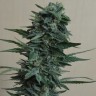 купить семена конопли в оригинальных упаковках 1024 feminised