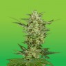 семена конопли для курения Critical Jack feminised Ganja Live Seeds