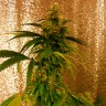 Семена марихуаны  Critical Jack feminised GanjaLiveSeeds