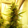 заказ семян конопли Auto Great White regular Ganja Seeds