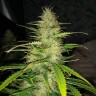 семена культурной конопли купить Auto Big Bud feminised Victory Seeds