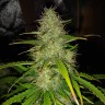 семена конопли для посадки купить Auto Big Bud feminised Victory Seeds