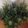 Качественные семена конопли Недорогие семена конопли Семена конопли Cheese Berries feminised Ganja Live Seeds