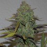 Недорогие семена конопли Семена конопли Cheese Berries feminised Ganja Live Seeds