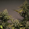 Семена конопли Cheese Berries feminised Ganja Live Seeds