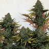 Качественные семена конопли Недорогие семена конопли Семена конопли Cheese Berries feminised Ganja Live Seeds