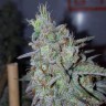 Недорогие семена конопли Семена конопли Cheese Berries feminised Ganja Live Seeds