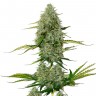 Купить Auto Royal Critical feminised Ganja Seeds
