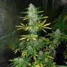 семена конопли цена Royal Gorilla feminised Ganja Seeds