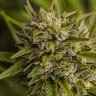 заказать семена конопли Brazil Sativa feminised