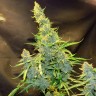 семена конопли аутдор Northern Lights x AK feminised GanjaLiveSeeds