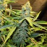 семена конопли в интернете Northern Lights x AK feminised GanjaLiveSeeds