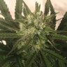 заказ семян конопли Киев Critical Plus feminised Ganja Live Seeds
