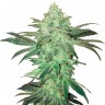 Семена марихуаны Auto Easy Bud feminised GanjaLiveSeeds