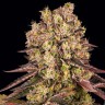 сайт семян конопли Runtz Muffin feminised Ganja Seeds