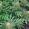 семена конопли индика Early Skunk feminised Ganja Live Seeds
