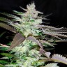 магазин семян конопли Sugar Black Rose feminised Ganja Seeds
