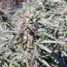 семена конопли интернете Sugar Black Rose feminised Ganja Seeds