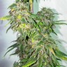 семена индийской конопли Mazar feminised Ganja Seeds