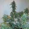 семена индийской конопли Russian Snow feminised Ganja Seeds