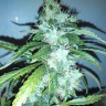 семена конопли f1 в оригинальной упаковке Russian Snow feminised Ganja Seeds