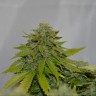 семена конопли для выращивания Auto Caramelino feminised Victory Seeds
