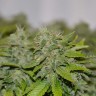 семена конопли марихуаны Auto Caramelino feminised Victory Seeds