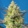 семена конопли почтой Sweet Cheese feminised Ganja Seeds